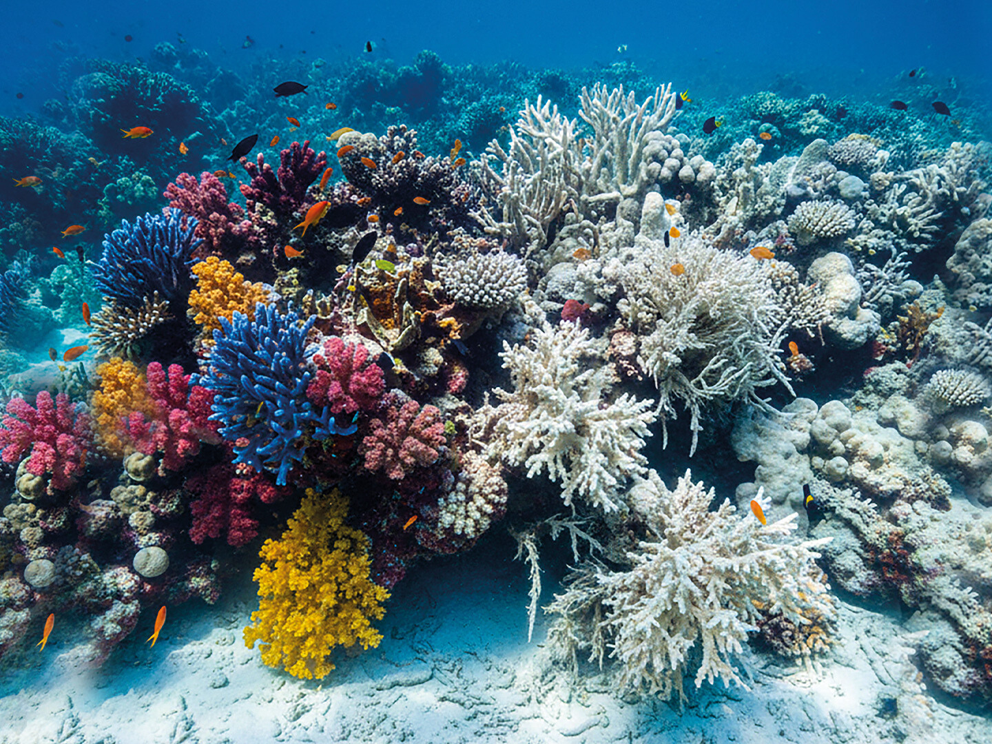 Warum Korallen bleichen